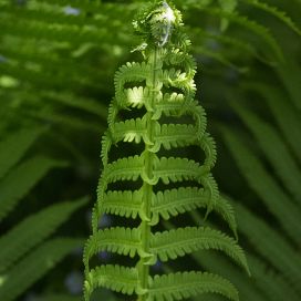 fern at attention